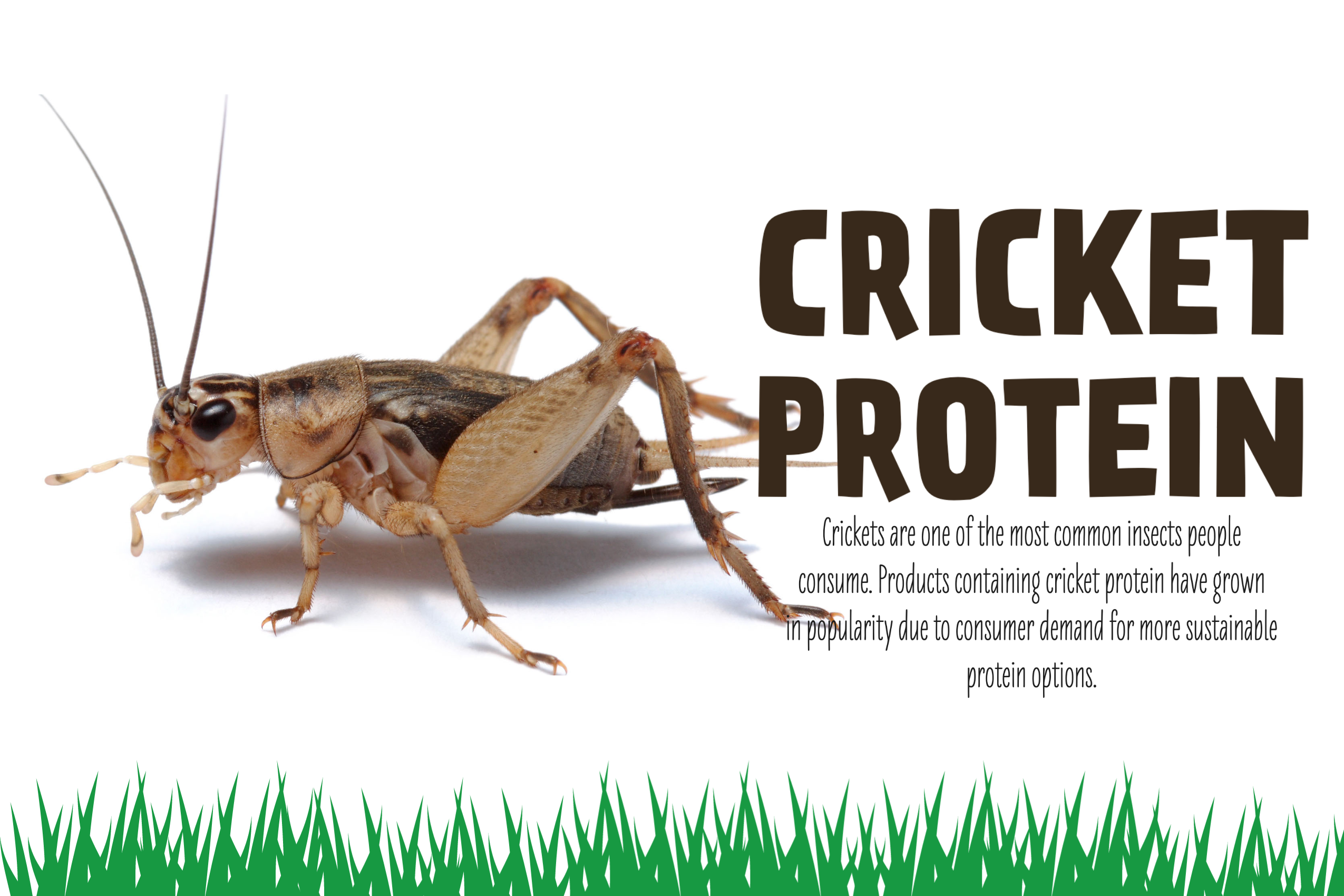 Cricket Protein