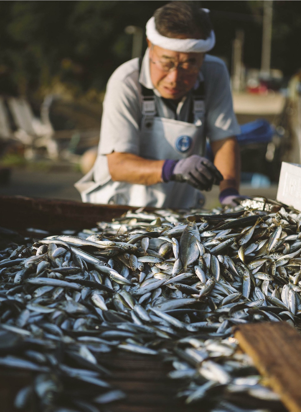 Fisherman sorting the morning catch at Wakasa Bay, Kyoto Farm to Table